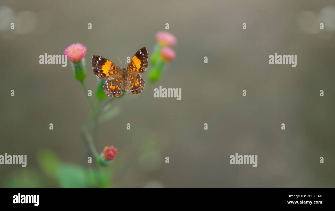 Draufsicht des gelben und braunen Schmetterlings mit weißen Punkten auf einer kleinen rosa Blume mit dem grünen Stamm mit einem unfokussierten grauen Hintergrund Stockfoto