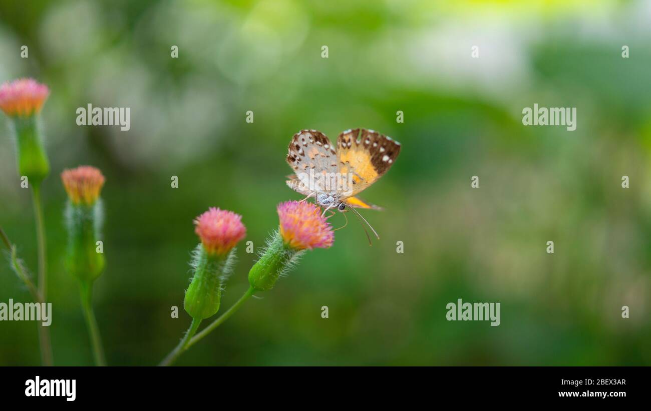 Vorderansicht des gelben und braunen Schmetterlings mit weißen Punkten auf einer kleinen rosa Blume mit dem grünen Stamm mit einem unfokussierten grünen Hintergrund Stockfoto