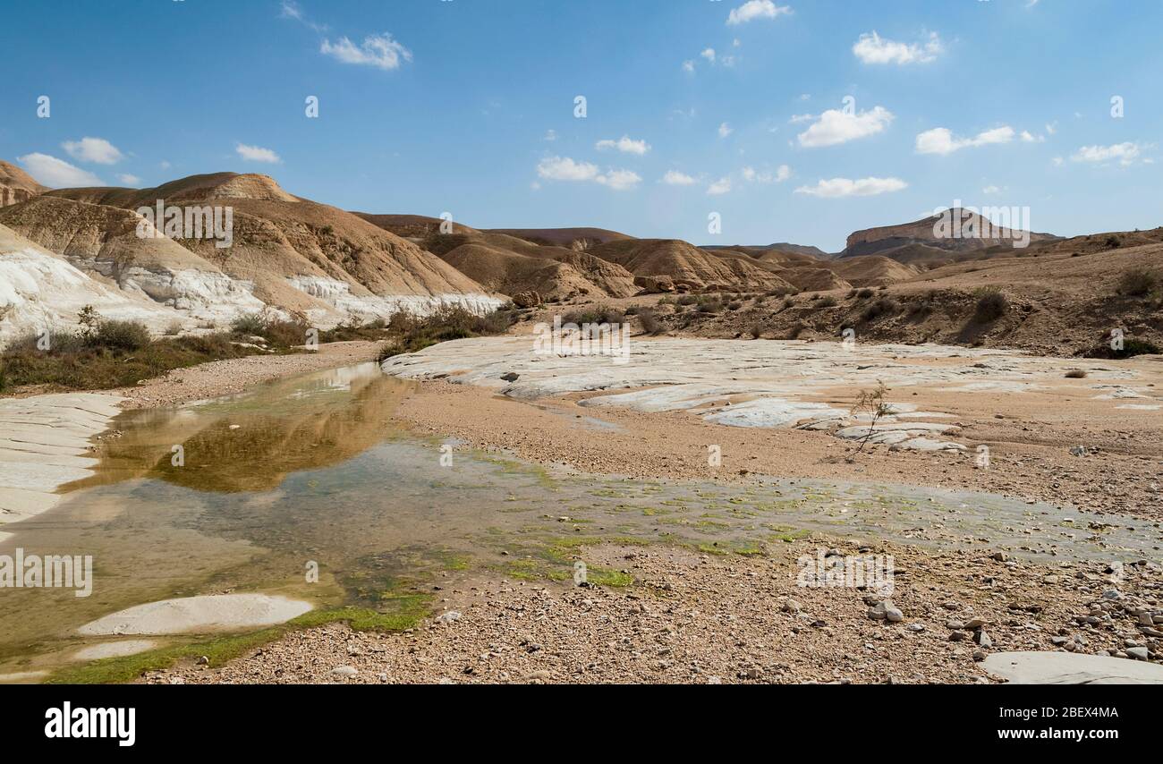 Ein saisonales Becken im Akev-Bachbett im Zin-Tal in israel, das grünen Teichabschaum und Kreideschichten im Boden zeigt, mit Wüstenbergen im b Stockfoto