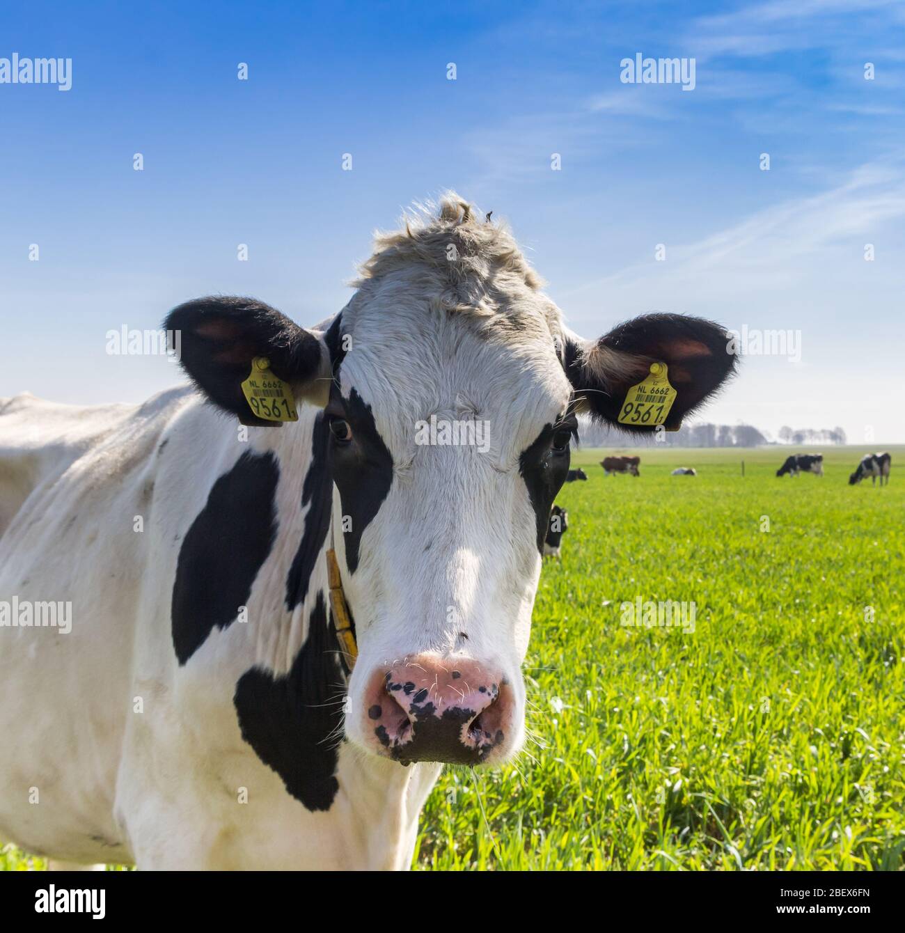 Porträt einer niedlichen Holsteiner Kuh in Friesland, Niederlande Stockfoto