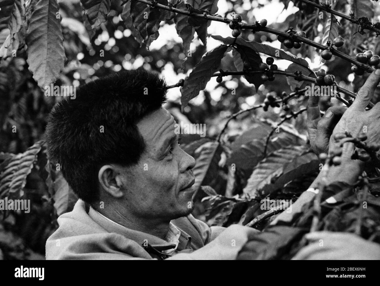 Im April 1985 Xu Xiuyi ein Kaffee-Profi im Landkreis Chengmai Hainan Insel Er hat nicht nur Kaffee verarbeitet, sondern auch 150 000 Kaffeebäume angebaut Stockfoto