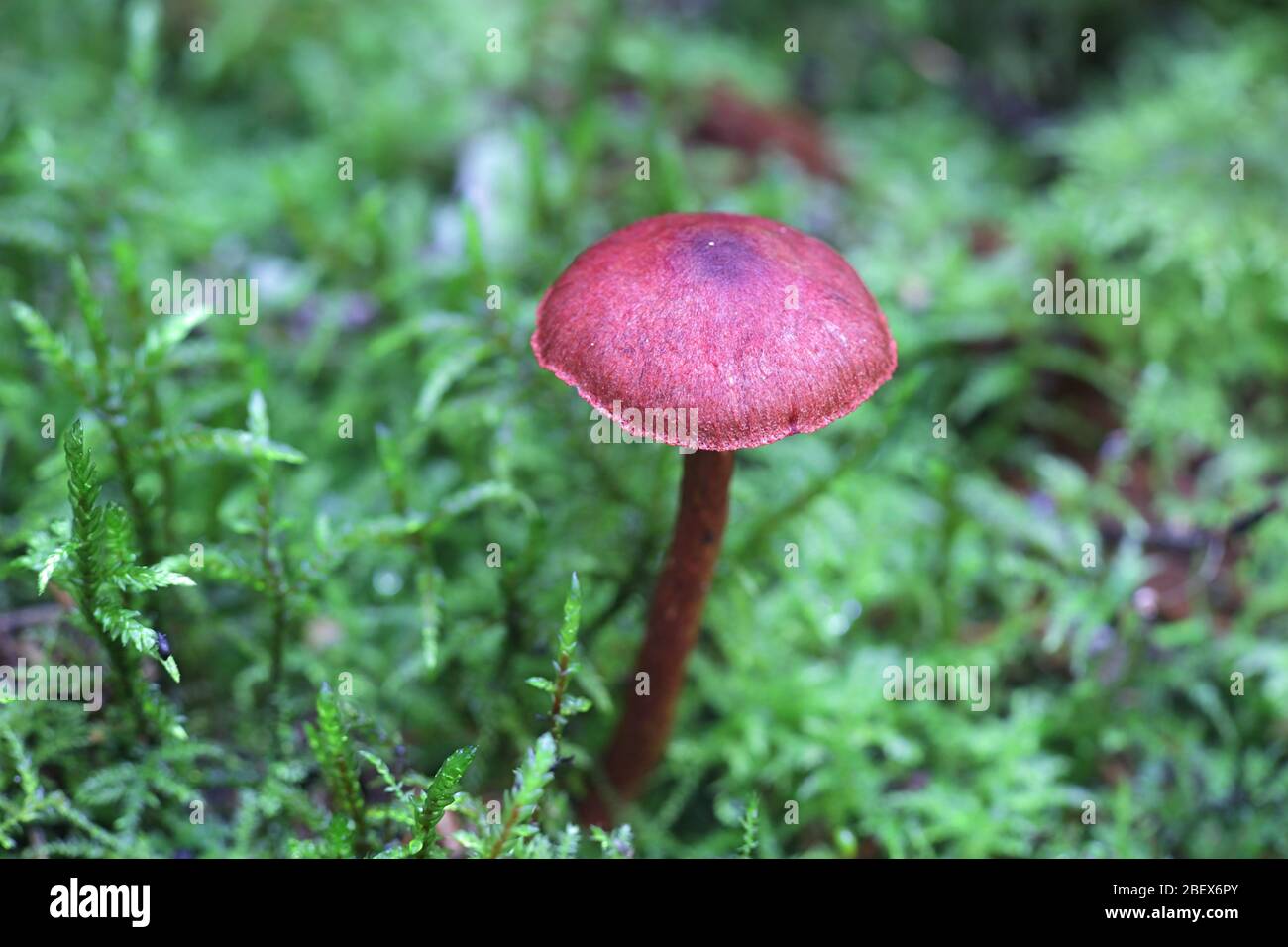 Cortinarius sanguineus, bekannt als das Blut rot webcap, wilde Pilze aus Finnland Stockfoto Cortinarius sanguineus, bekannt als das Blut rot webcap, wilde Pilze aus Finnland Stockfoto
