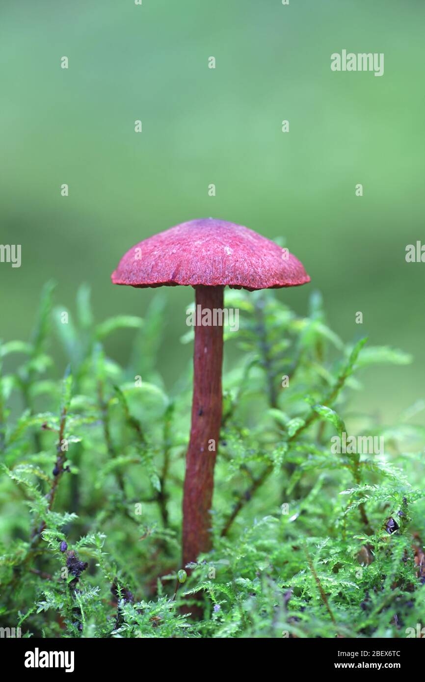 Cortinarius sanguineus, bekannt als das Blut rot webcap, wilde Pilze aus Finnland Stockfoto Cortinarius sanguineus, bekannt als das Blut rot webcap, wilde Pilze aus Finnland Stockfoto