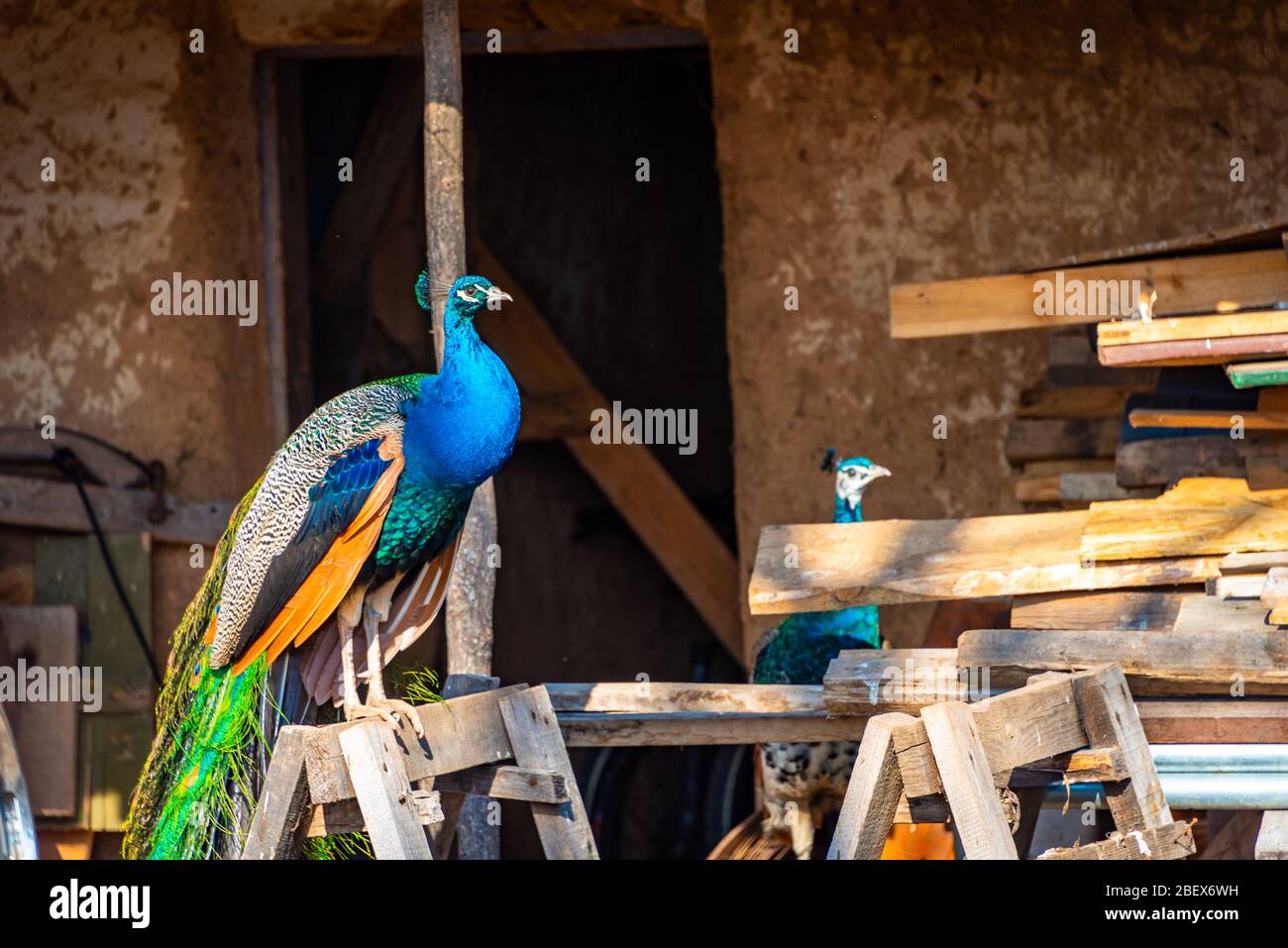 Schöne Pfauen mit unglaublichem blauen und grünen Bronzegefieder Stockfoto