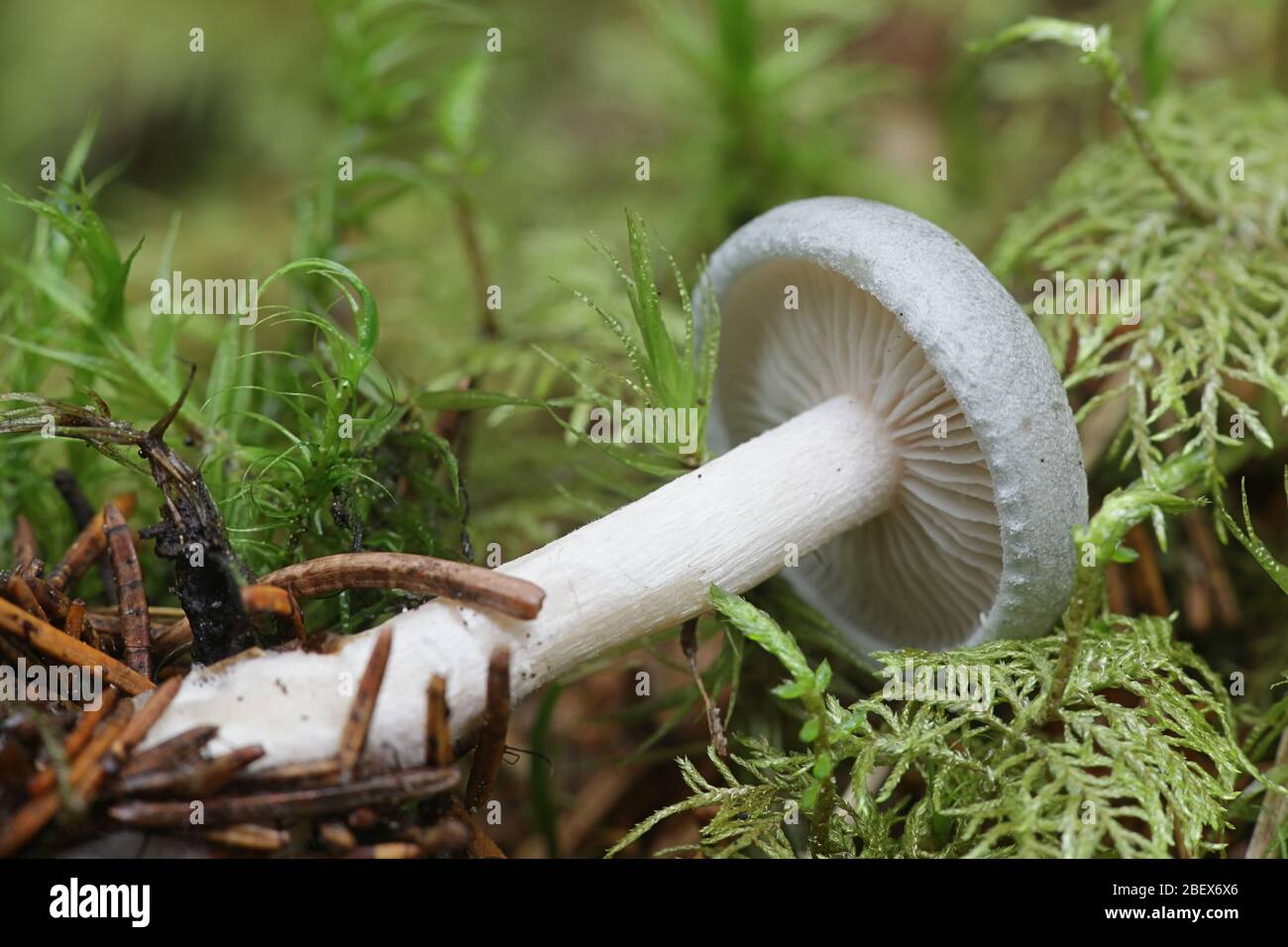 Clitocybe odora, bekannt als Anis Fliegenpilz, Anis funnelcap oder Anis Trichter, Wild Mushroom aus Finnland Stockfoto
