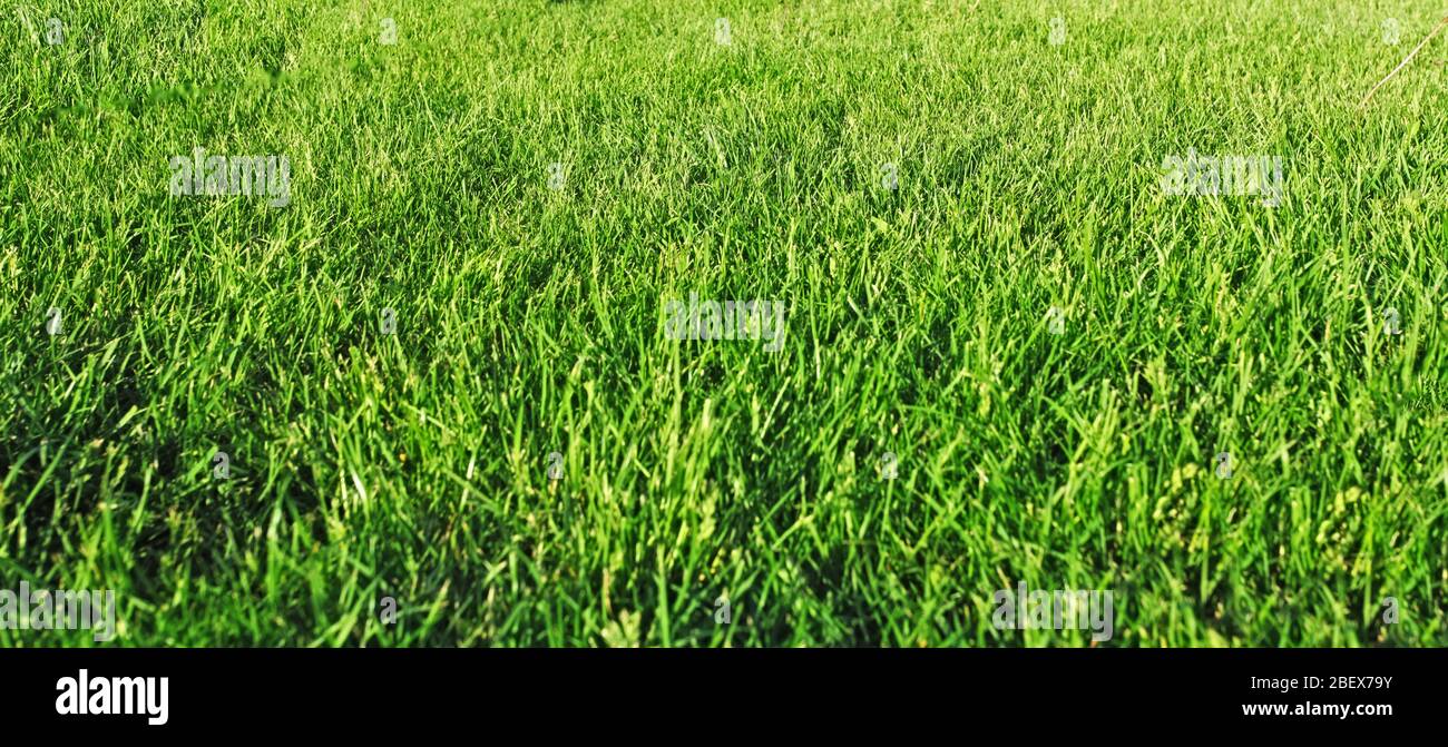 Grasgrün Stockfoto