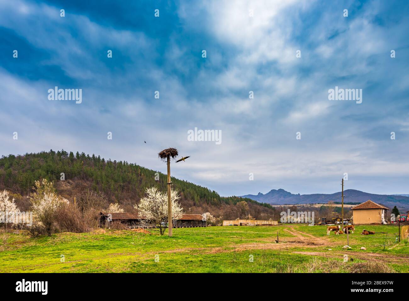 Im Frühjahr machen die Störche ihre Nester auf der Oberseite der elektrischen Futtersäule ohne jegliche Mühe Stockfoto