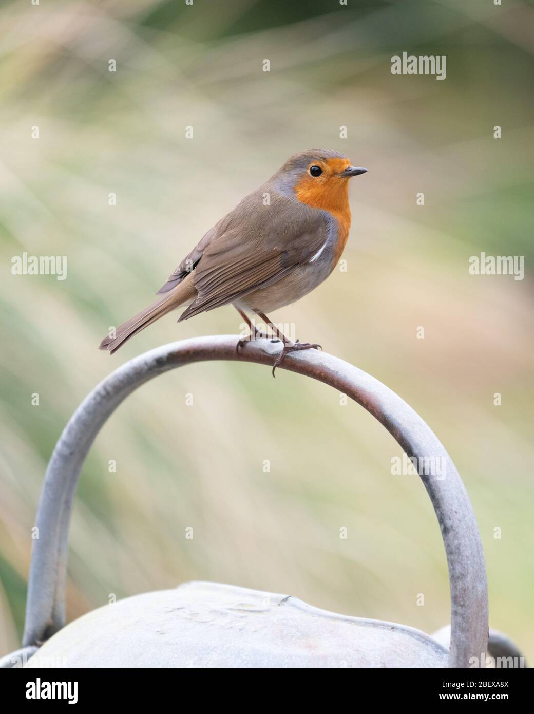 Robin - erithacus rubecula - Barching auf alten Metall Gießkanne Griff - UK Stockfoto