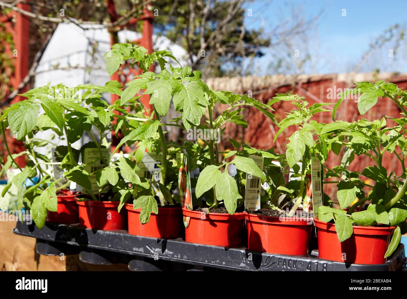 Shop kaufte Tomatenpflanzen in einem Garten während der Coronavirus Sperrung für den Anbau von Gemüse zu Hause Newtownabbey Nordirland Großbritannien Stockfoto
