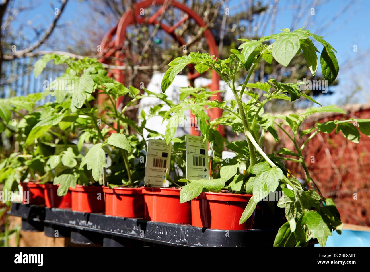 Shop kaufte Tomatenpflanzen in einem Garten während der Coronavirus Sperrung für den Anbau von Gemüse zu Hause Newtownabbey Nordirland Großbritannien Stockfoto