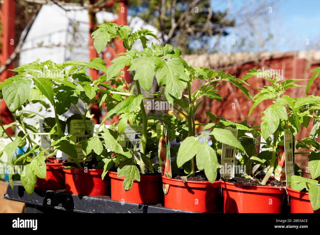 Shop kaufte Tomatenpflanzen in einem Garten während der Coronavirus Sperrung für den Anbau von Gemüse zu Hause Newtownabbey Nordirland Großbritannien Stockfoto