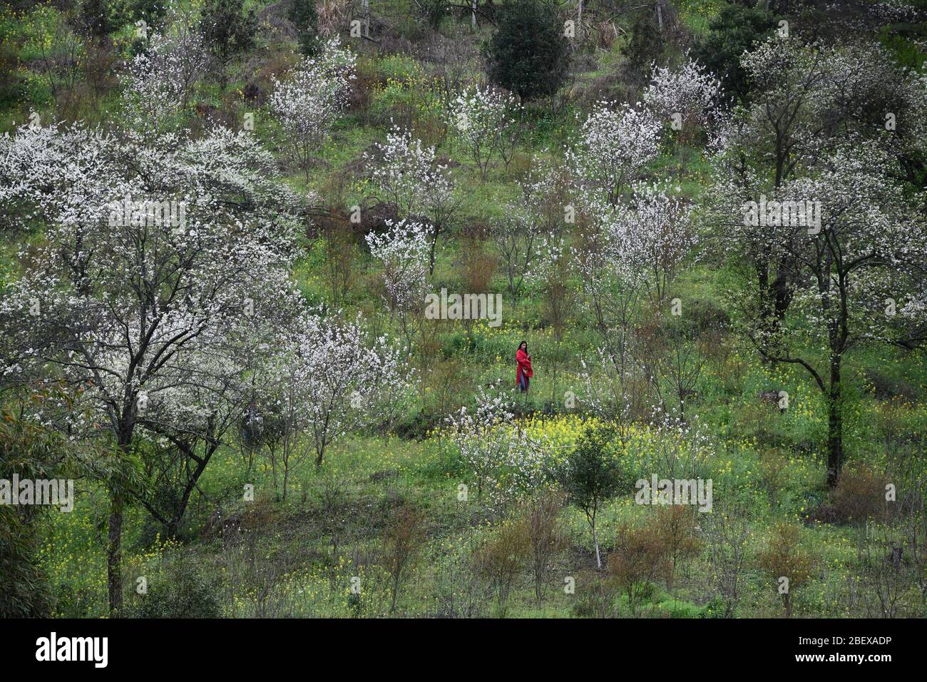 (200416) -- RONGAN, 16. April 2020 (Xinhua) -- EIN Tourist genießt Pflaumenblüten im Dorf Tongbantun in der Gemeinde Dongqi im Kreis Rongan, Südchina, Guangxi Zhuang Autonome Region, 1. März 2020. Long Gexiong, 52, verließ mit 24 Jahren seine Heimatstadt und ging auf die Suche nach Arbeitsplätzen in der Stadt Liuzhou, der Autonomen Region Guangxi Zhuang in Südchina. Nach zwei Jahrzehnten Arbeit im Freien kehrte er endlich in sein Heimatdorf in den tiefen Bergen zurück. Lange fiel aus der Schule im Jahr 1986 wegen Armut und eked einen Lebensunterhalt durch das Pflanzen von Pflaumenbäumen. Jedoch führten unfruchtbare Hügel und Wassermangel zu armem ha Stockfoto