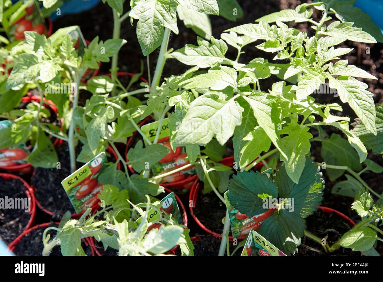 Shop kaufte Tomatenpflanzen in einem Garten während der Coronavirus Sperrung für den Anbau von Gemüse zu Hause Newtownabbey Nordirland Großbritannien Stockfoto