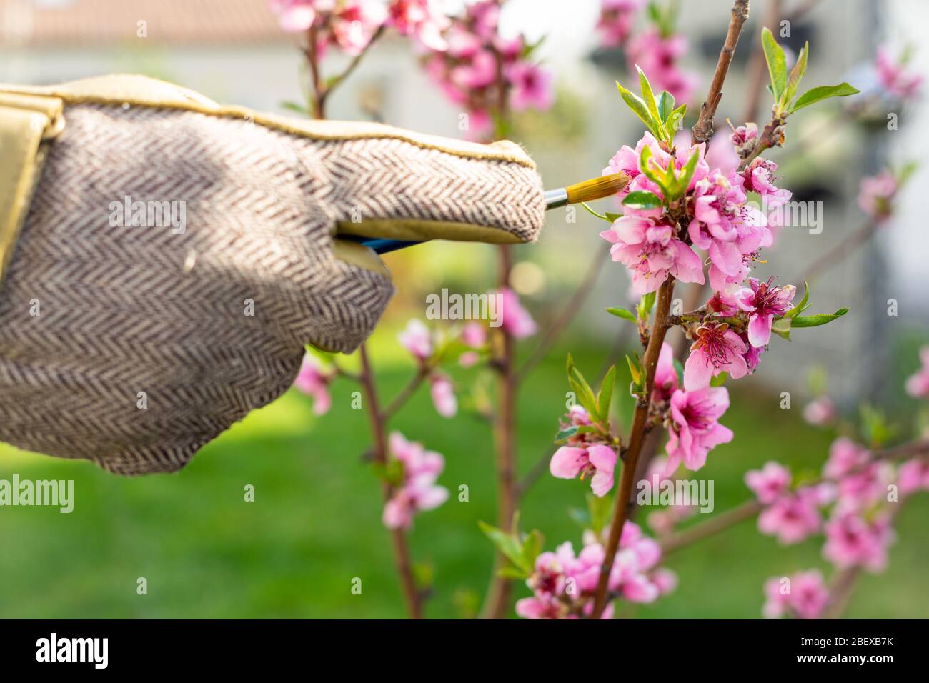 Hand eines Gärtners im Gartenhandschuh befrucht Fruchtblüten künstlich mit einem Künstlerpinsel Stockfoto