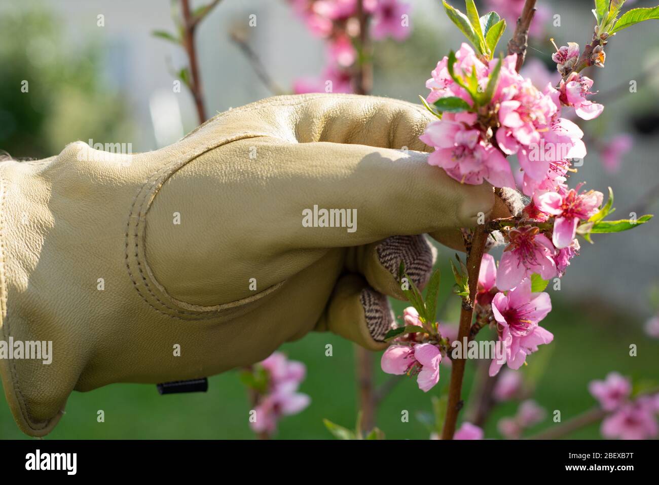 Hand im Gartenhandschuh prüft die Blüten an einem Pfirsichbaum Stockfoto