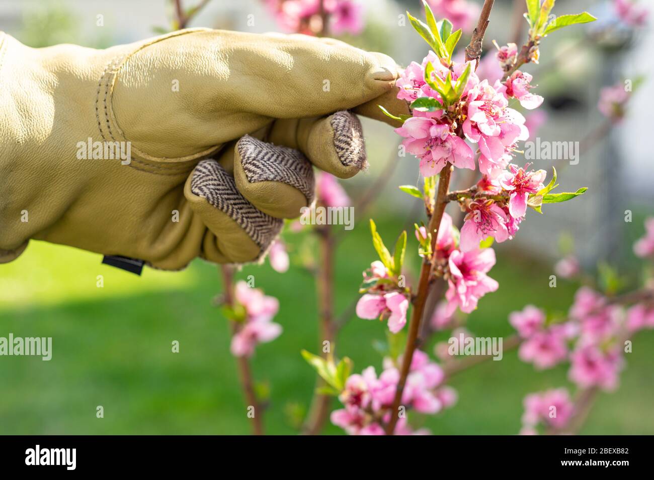 Hand im Gartenhandschuh prüft die Blüten an einem Pfirsichbaum Stockfoto