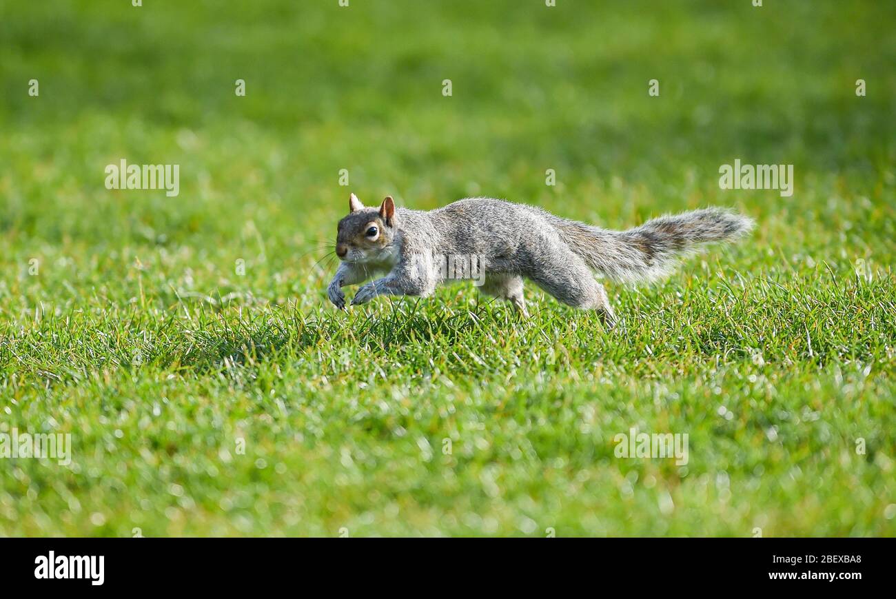 Brighton UK 16. April 2020 - EIN graues Eichhörnchen bekommt seine morgendliche Übung, da Wildtiere früh am Morgen im Queens Park in Brighton bei warmem Sonnenschein zum Leben erwachen, während die Sperrbeschränkungen in ganz Großbritannien während der Coronavirus COVID-19 Pandemie-Krise andauern. Quelle: Simon Dack / Alamy Live News Stockfoto