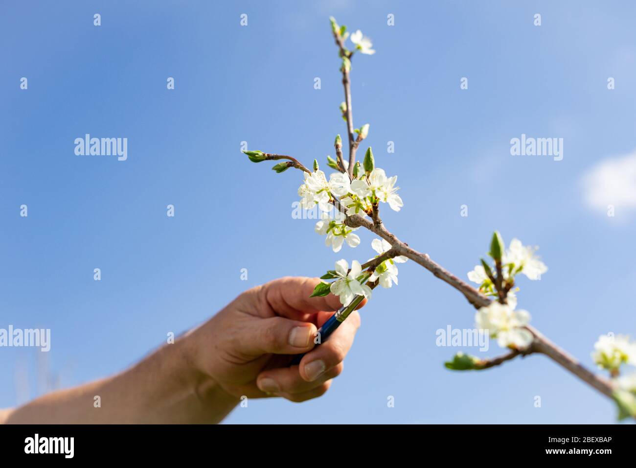 Hand eines Gärtners befrucht Fruchtblüten künstlich mit einem Künstlerpinsel vor einem blauen Frühlingshimmel Stockfoto
