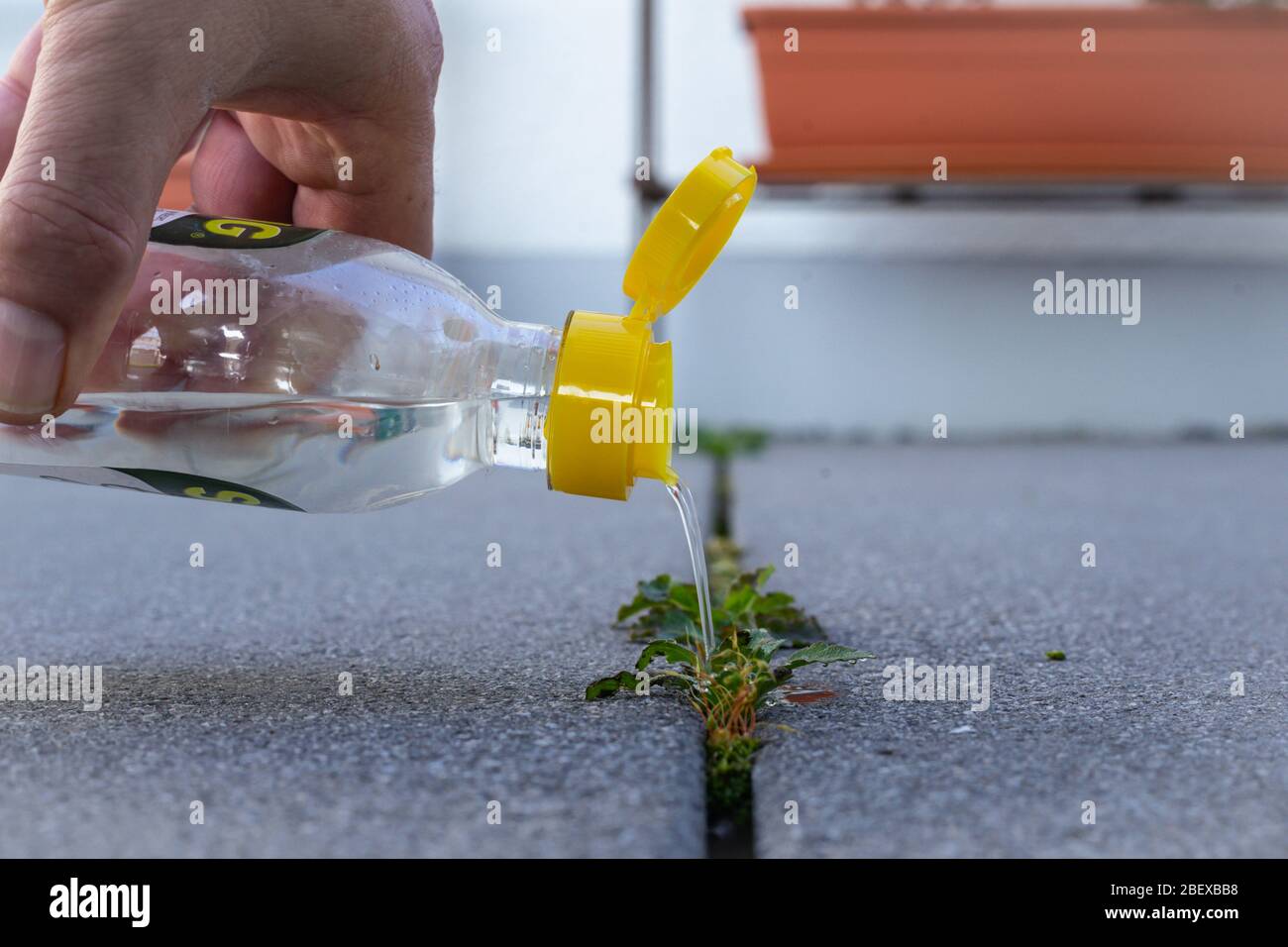 Männliche Hand gießt Essigessenz auf Pflanze für biologische Unkrautbekämpfung im Garten Stockfoto