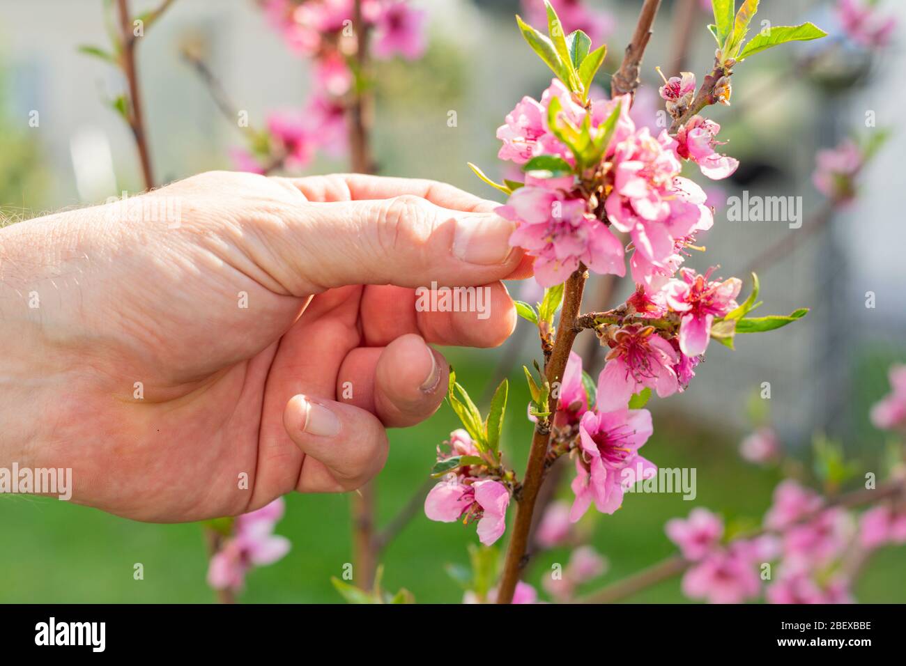 Männliche Hand prüft die Blüten auf Pfirsichbaum in einem Garten umgeben Stockfoto