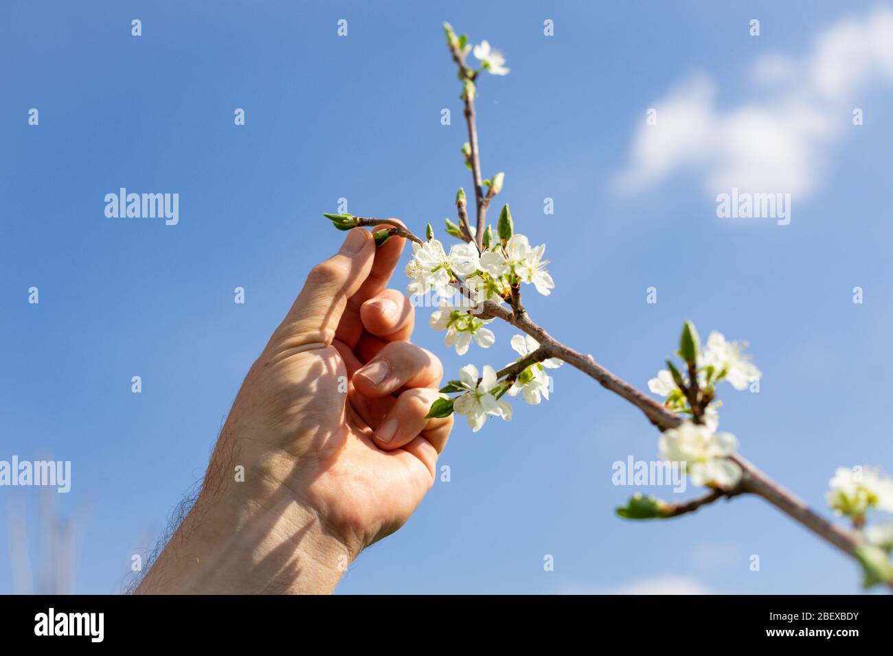 Männliche Hand, die die Blüten auf einem Pflaumenbaum vor einem blauen Frühlingshimmel überprüft Stockfoto