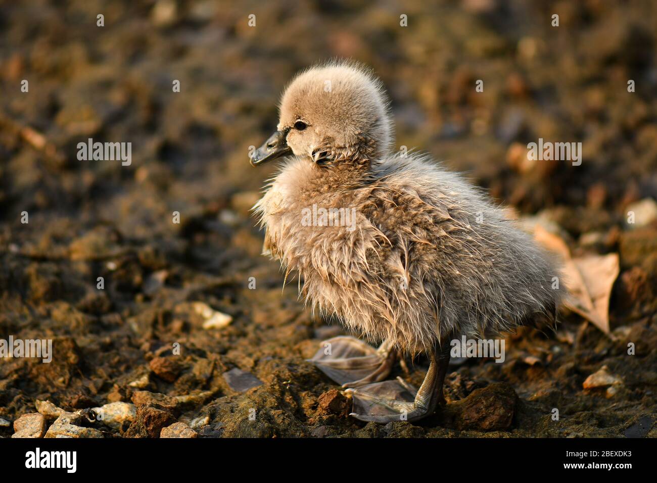 Schwarzer Schwan und Cygnet, hässliches Entlein Stockfoto