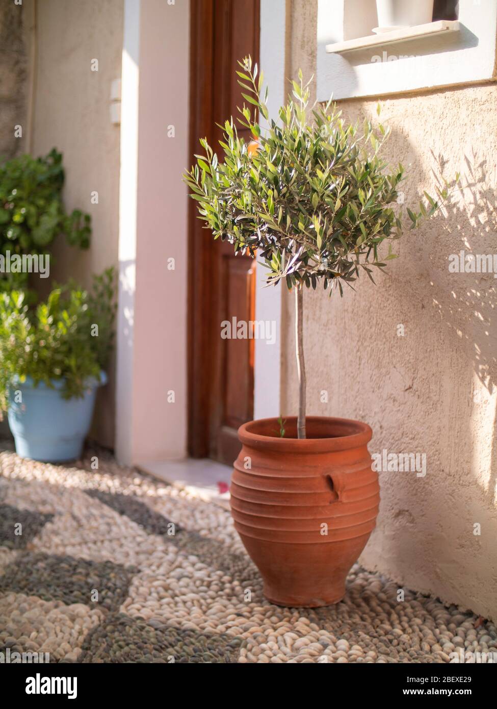 Olivenbaum in rotem Tontopf bei einer Tr in Griechenland Stockfotografie -  Alamy