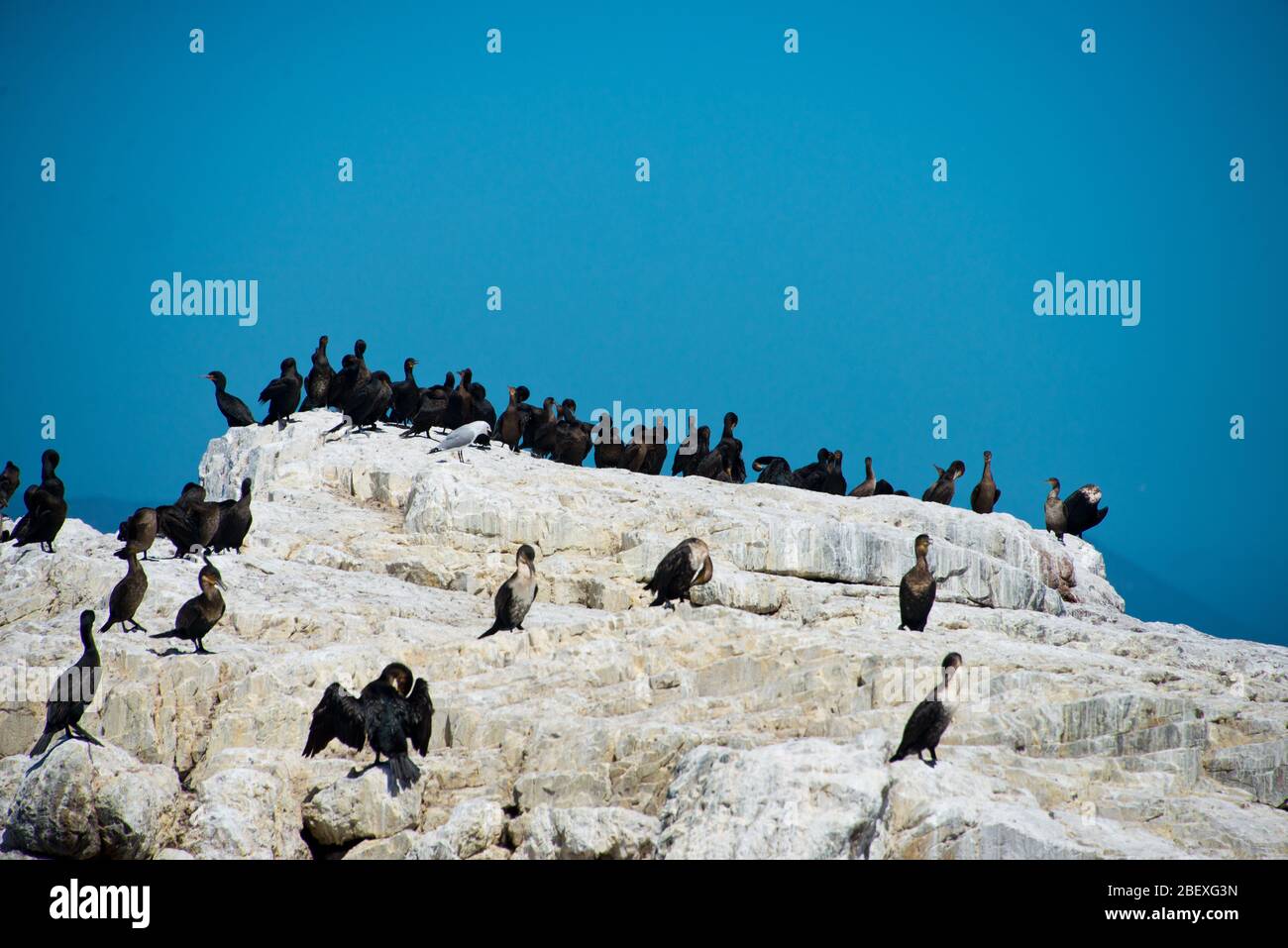 Kolonie von schwarzen Austernfischer (haematopus bachmani) in Hermanus, Südafrika Stockfoto