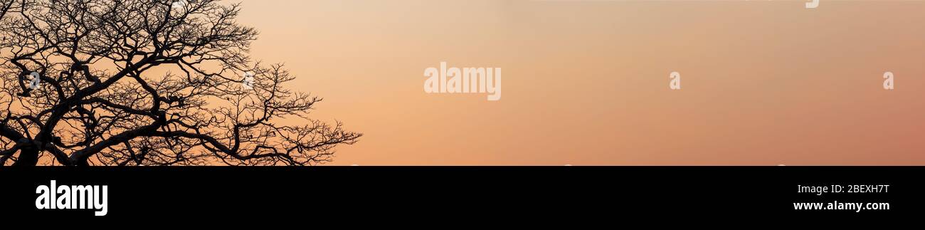 Baum zurück Licht bei Sonnenuntergang mit orangefarbenem Himmel Stockfoto