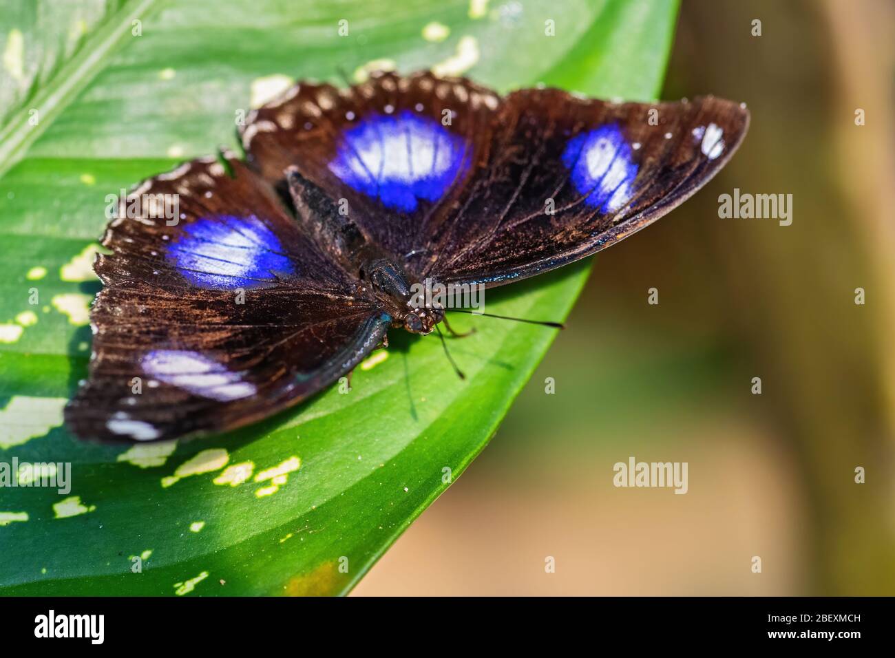Eggfly - Hypolimnas bolina, schöne farbige Schmetterling aus asiatischen und australischen Büschen und Wäldern, Malaysia. Stockfoto