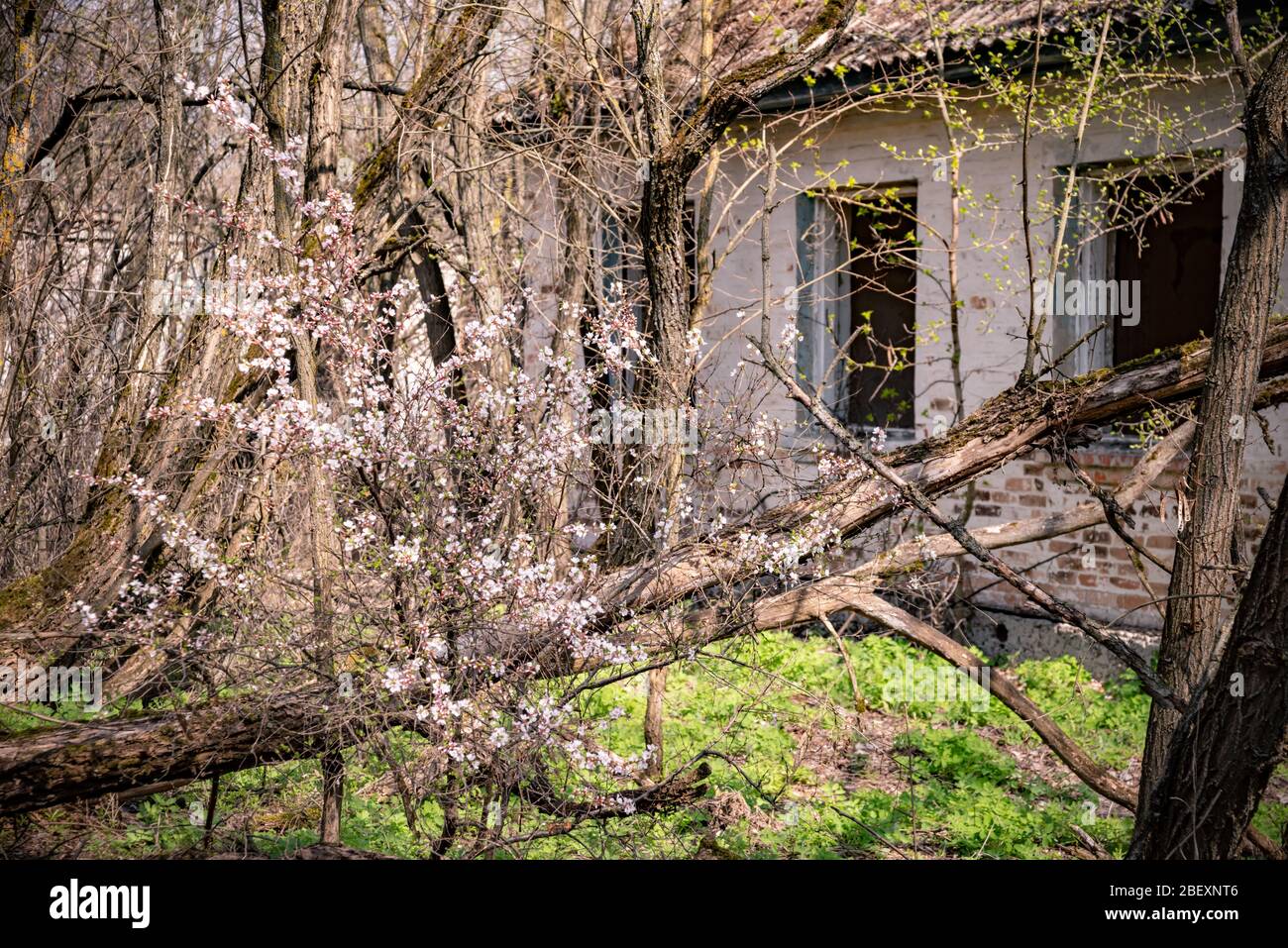 Gebäude der verlassenen Kindergarten in zerstörten Dorf Kopachi 10 km KKW Tschernobyl Entfremdung Zone, Ukraine Stockfoto