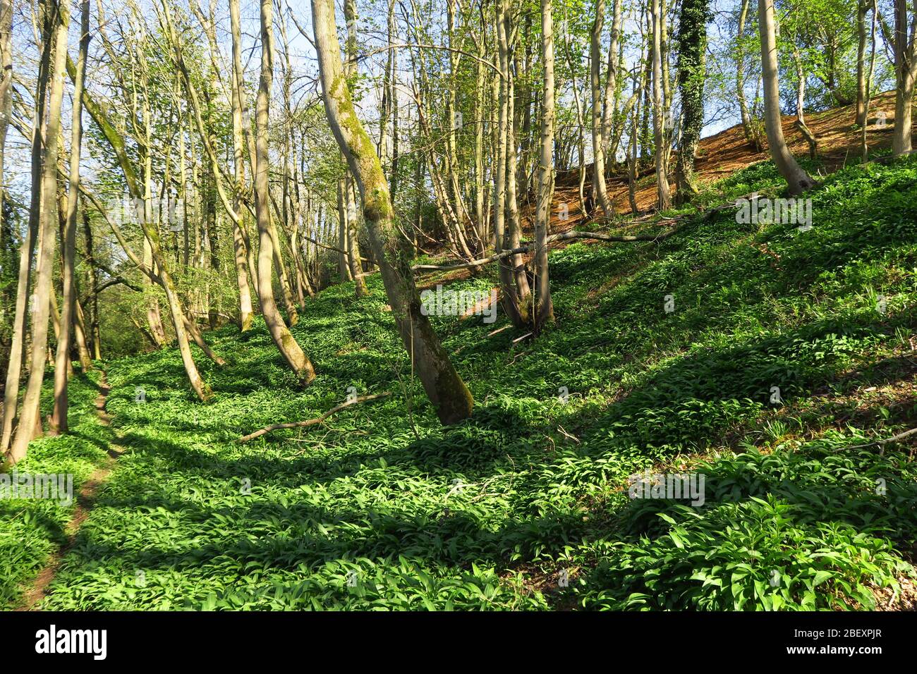 Waldbäume am Nachmittag Frühlingssonne auf den alten Viadukten im Norden Oxfordshire Dorf Hook Norton Stockfoto