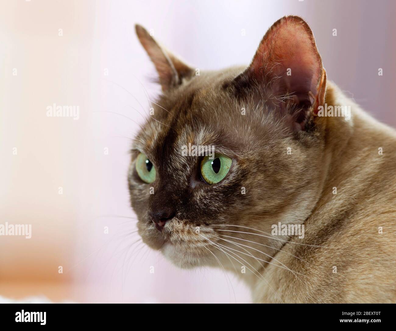 Burma-Katze. Porträt eines Erwachsenen. Deutschland Stockfoto