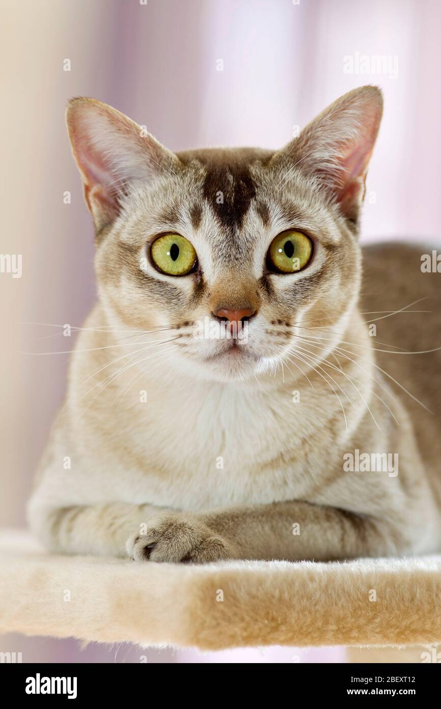 Burma-Katze. Porträt des Erwachsenen, liegend. Deutschland Stockfoto