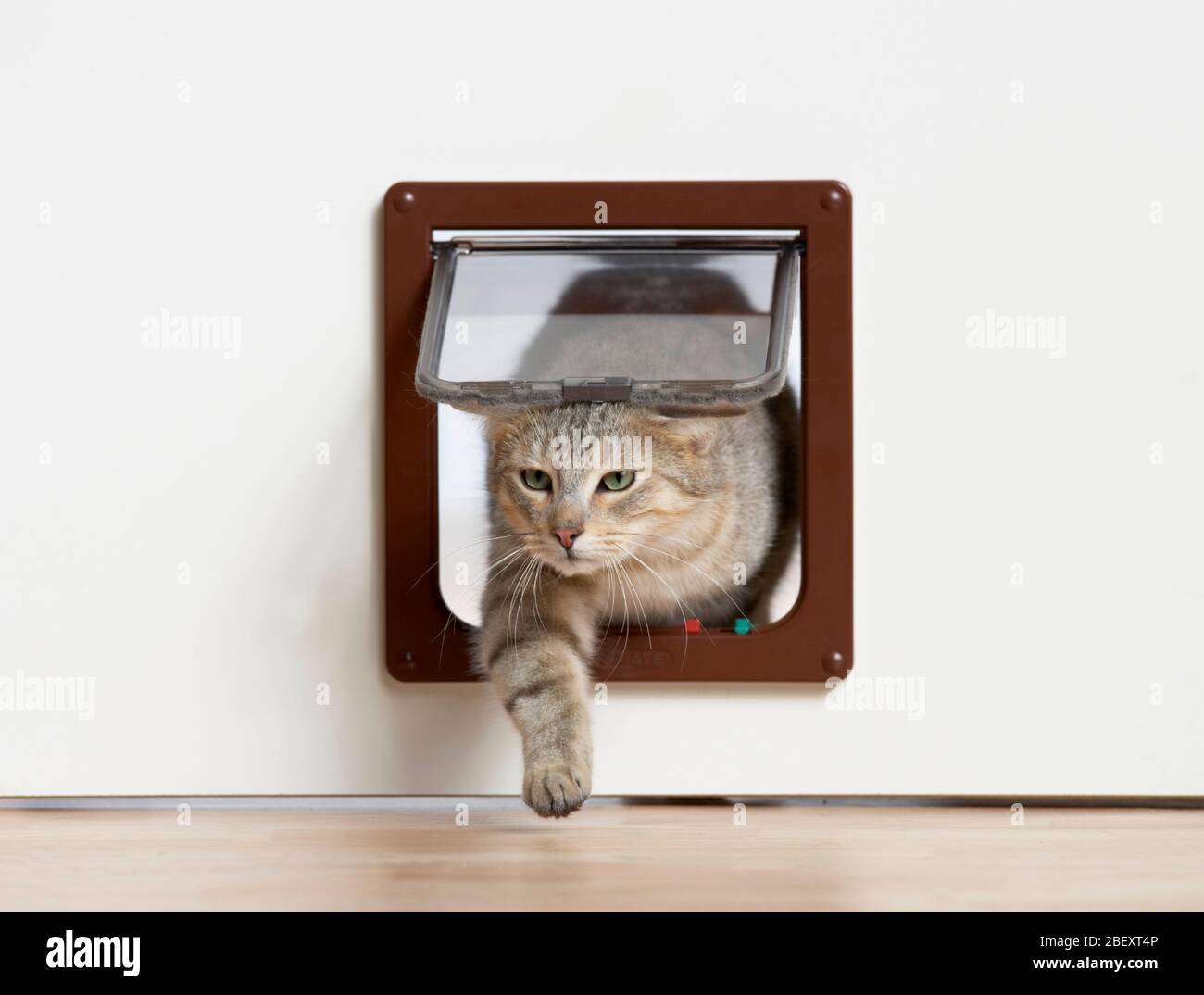 Hauskatze Eine Erwachsene Katze, die durch eine Katzenklappe austritt. Deutschland... Stockfoto