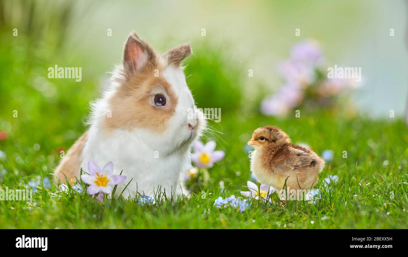 Zwergkaninchen, Löwenkopf-Kaninchen und Welsummer-Huhn auf einer blühenden Wiese im Frühjahr. Deutschland Stockfoto