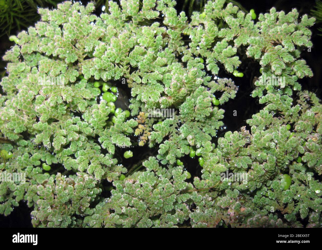 Feen moos Fotos und Bildmaterial in hoher Auflösung Alamy