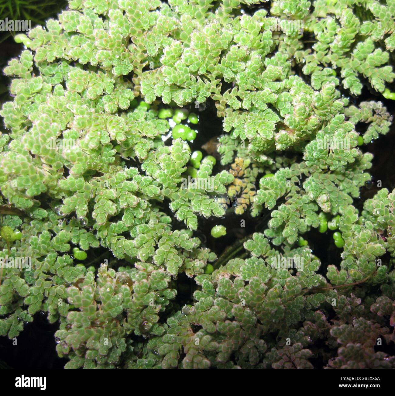 Anaboena azollae Fotos und Bildmaterial in hoher Auflösung Alamy