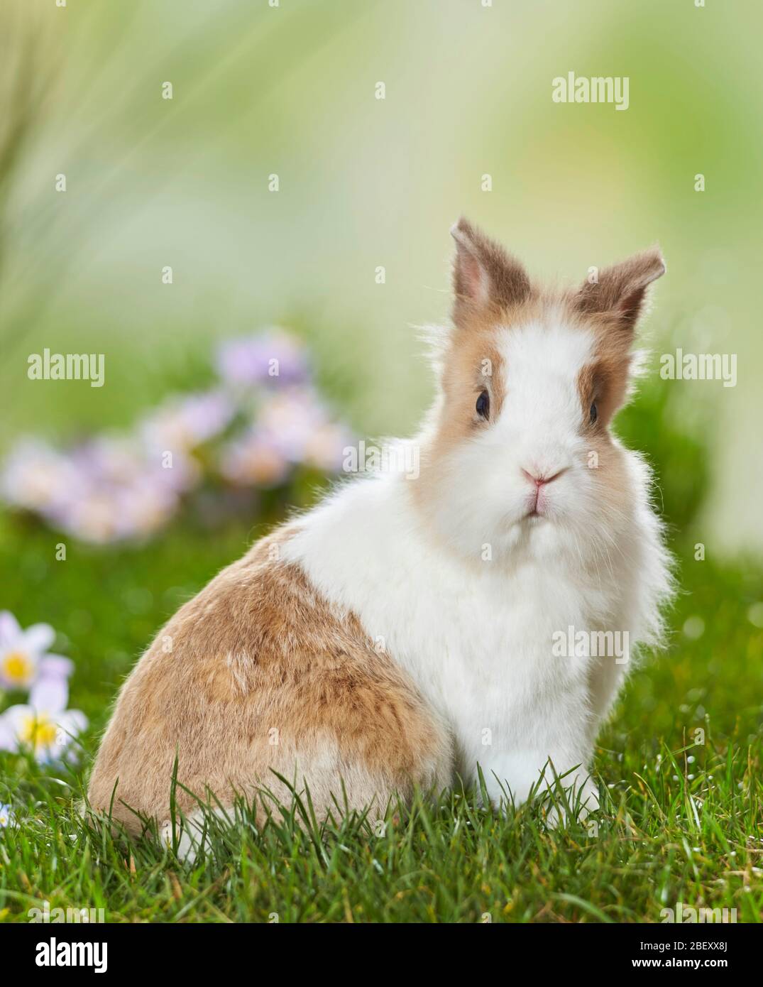 Zwergkaninchen, Löwenkopf-Kaninchen auf einer blühenden Wiese im Frühjahr. Deutschland Stockfoto