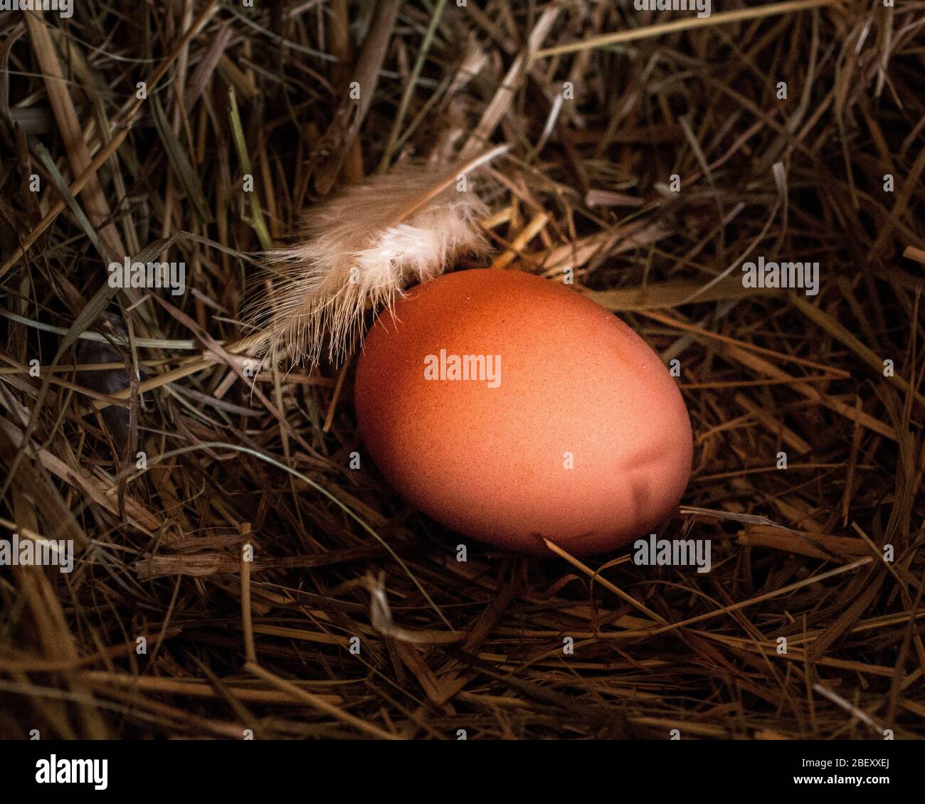 Welsummer Chicken. Frisch gelegtes Ei mit Feder. Deutschland Stockfoto