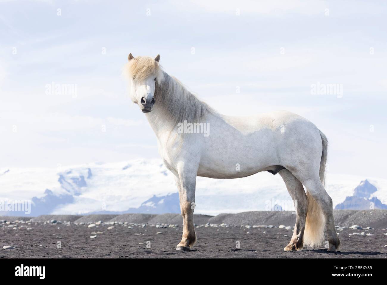Isländisches Pferd. Grauwallach in eisiger Landschaft. Island Stockfoto