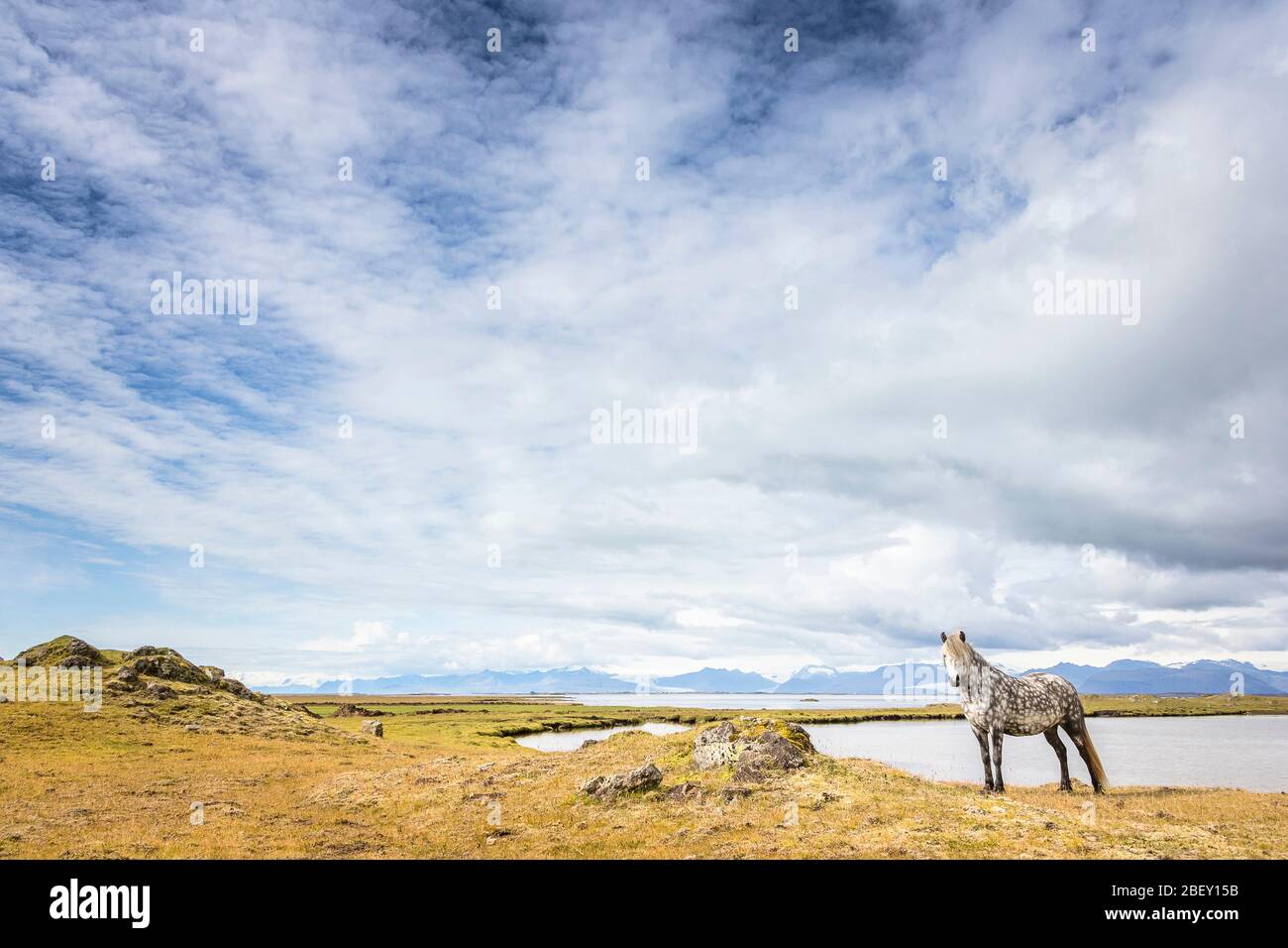 Isländisches Pferd. Graue Stute, die an einem einsamen Strand steht. Island Stockfoto