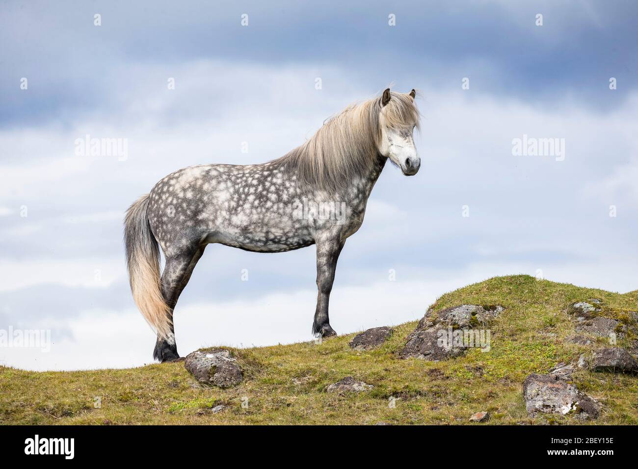 Isländisches Pferd. Graue Stute auf einem Hügel. Island Stockfoto