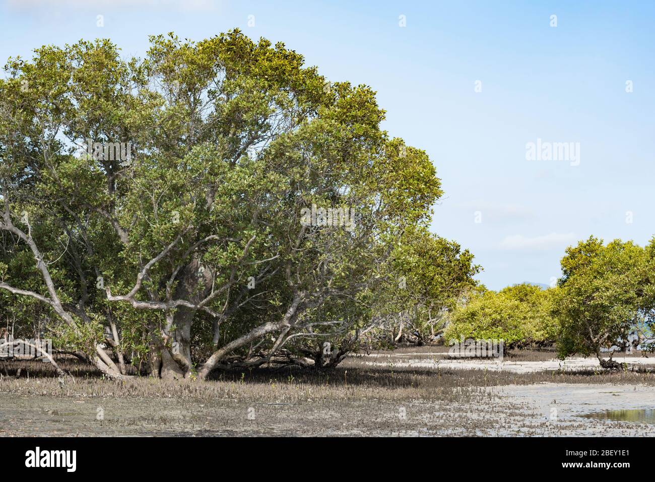 Ältere graue Mangrovenbäume (Avicennia Marina) Wächst am Nordufer von Port Stephens in New South Wales Australien in der Nähe des Dorfes Pindimar Stockfoto