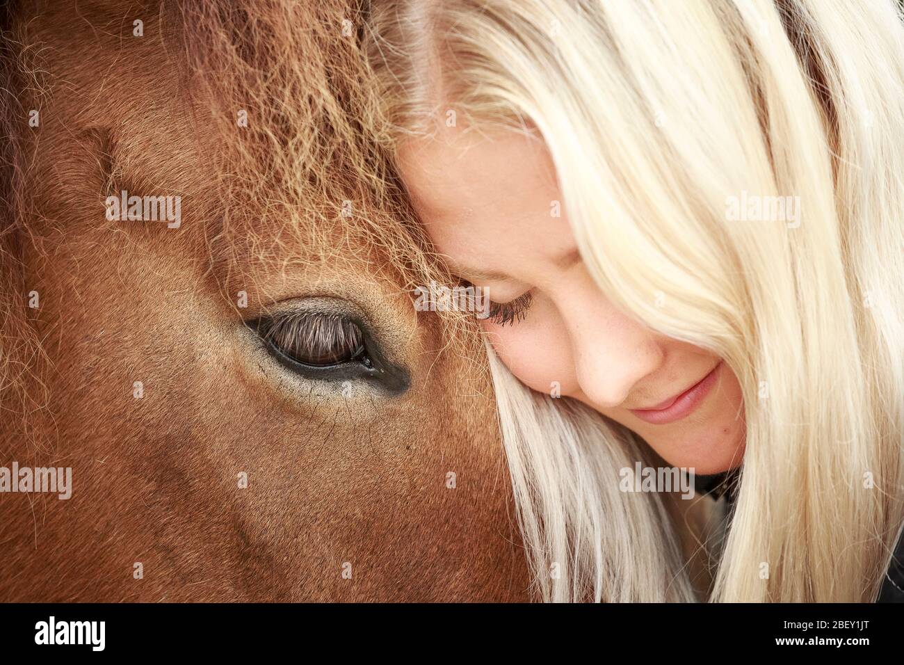 Isländisches Pferd. Eine junge Frau umarmt ihren Kopf gegen den Kopf eines erwachsenen Pferdes. Island Stockfoto