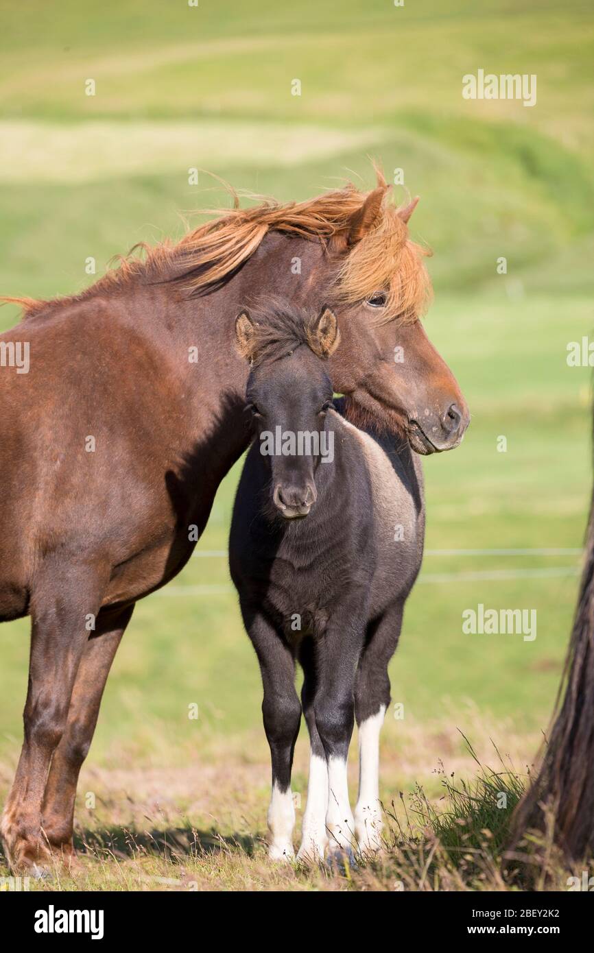 Isländisches Pferd. Mare liegt den Kopf auf dem Rücken ihres Fohlen. Island... Stockfoto
