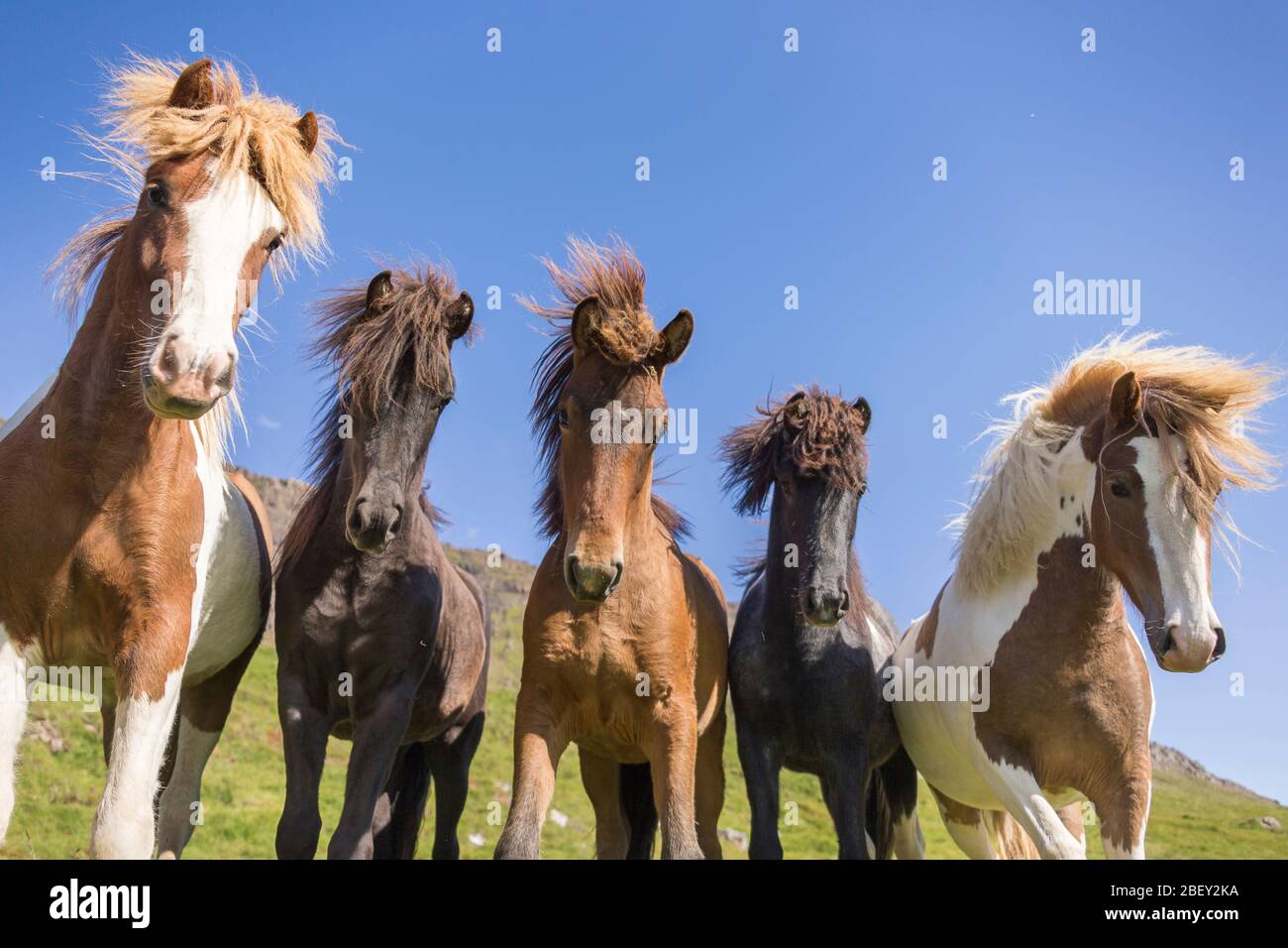 Isländisches Pferd. Fünf Stuten vor blauem Himmel gesehen. Island Stockfoto
