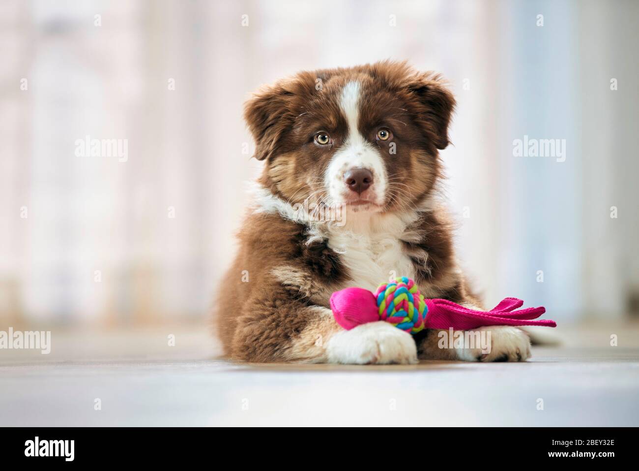 Australian Shepherd. Welpe liegt auf Holzboden, mit Spielzeug unter den Pfoten. Deutschland Stockfoto