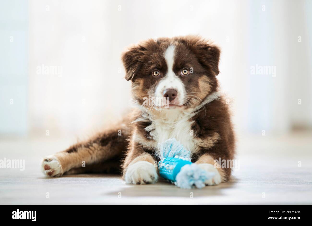 Australian Shepherd. Welpe liegt auf Holzboden, mit Spielzeug unter den Pfoten. Deutschland Stockfoto