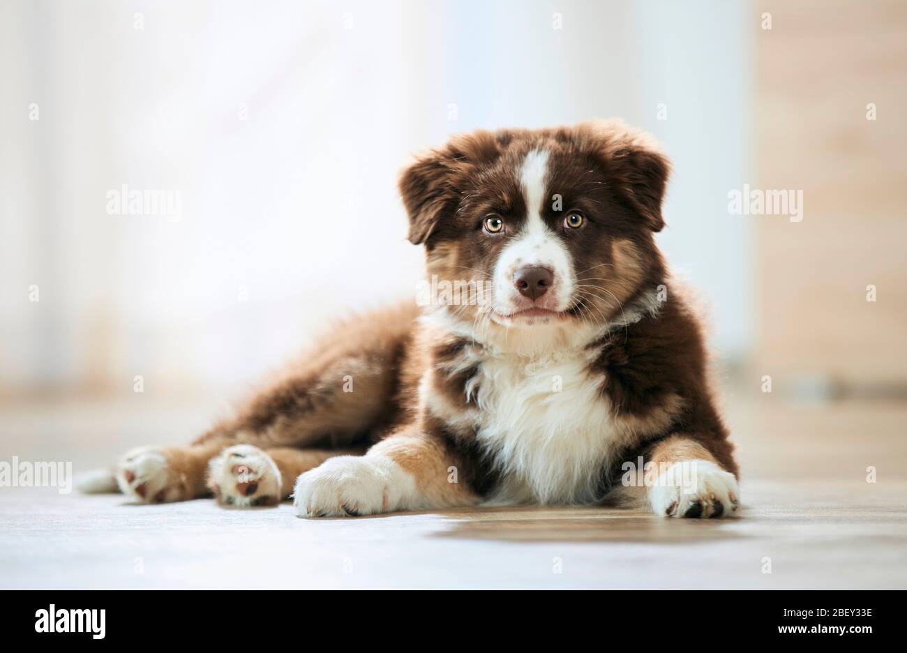 Australian Shepherd. Welpen liegen auf einem Holzboden. Deutschland Stockfoto